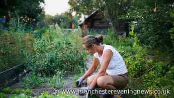 Gardeners 'swear by' £6 solution to kill nettles, ivy, brambles, and weeds in hours