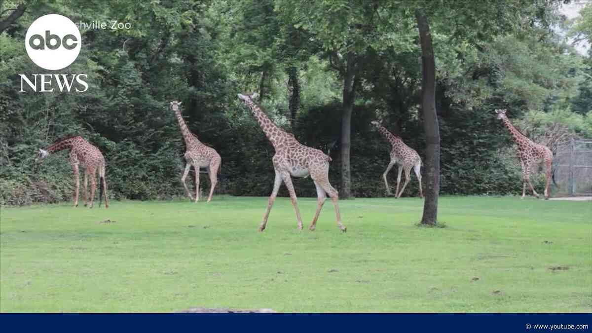 More than 227,000 sign petition opposing data center next to zoo in Nashville