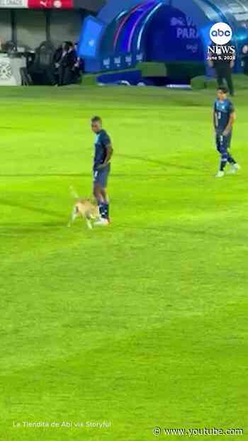 Dog runs onto pitch during soccer game