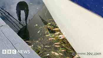 Minister 'sorry' at failing to reply over dead fish