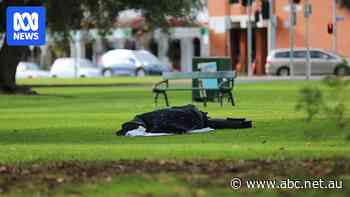 Homelessness service concerned by changing demographic in clients