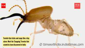 Termite that clicks and snaps like a tiny alarm: Meet the 'Snapping' Termite that scientists have discovered in India