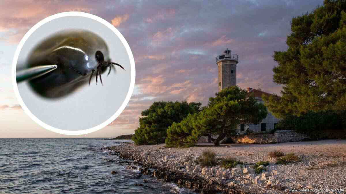 Gefährlicher Krabbel-Alarm auf Adria-Insel – „Kleines Tier, aber so bösartig“
