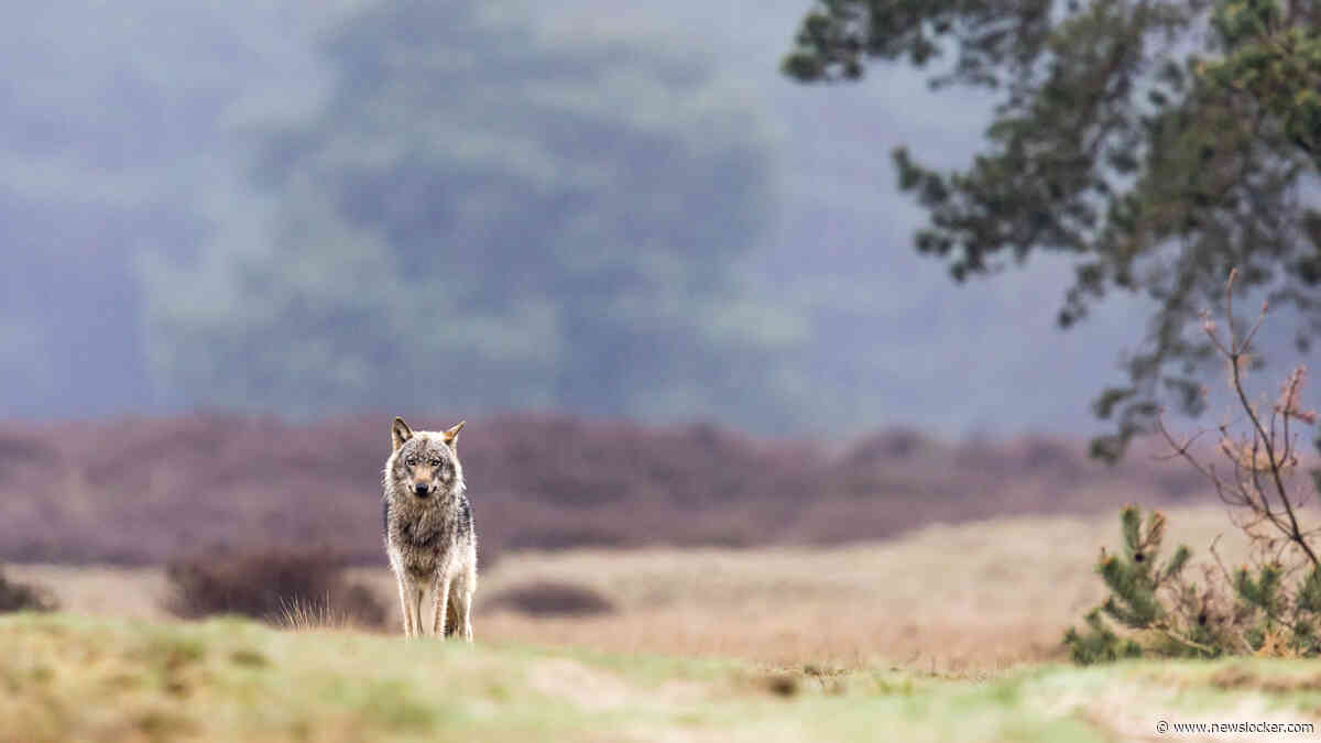 Zoekactie naar vermiste man (73) op de Veluwe stilgelegd om aanwezige wolven