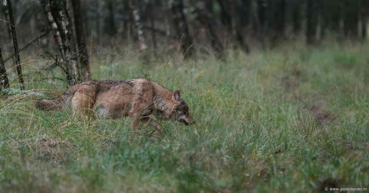 Zoekactie naar vermiste man op Veluwe gestaakt vanwege aanwezigheid wolven
