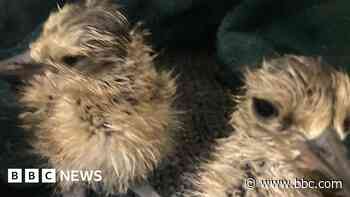 'It's a very big deal' - curlew eggs hatch after being saved from wildfire