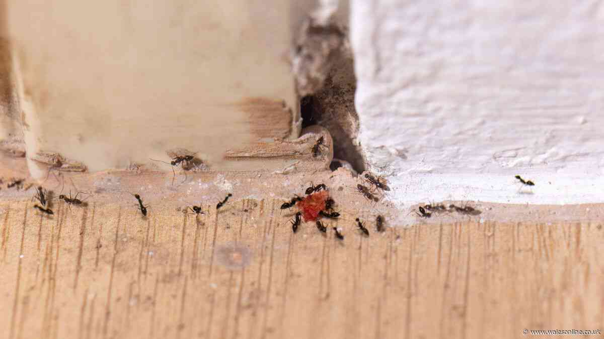 I asked experts to name the best natural ant deterrent to keep the home pest-free