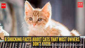 6 shocking facts about cats that most owners don't know