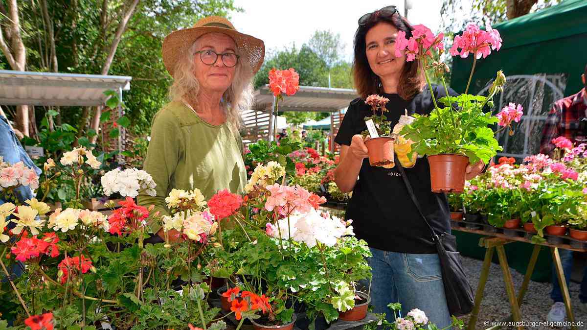 Rares für Bares beim ersten Pflanzenraritätenmarkt Süd auf der Jungviehweide