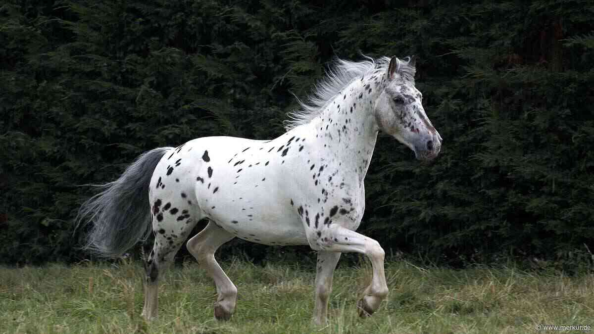 Appaloosa: Warum die Pferde mit den Flecken Reiter weltweit begeistern