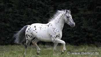 Appaloosa: Warum die Pferde mit den Flecken Reiter weltweit begeistern