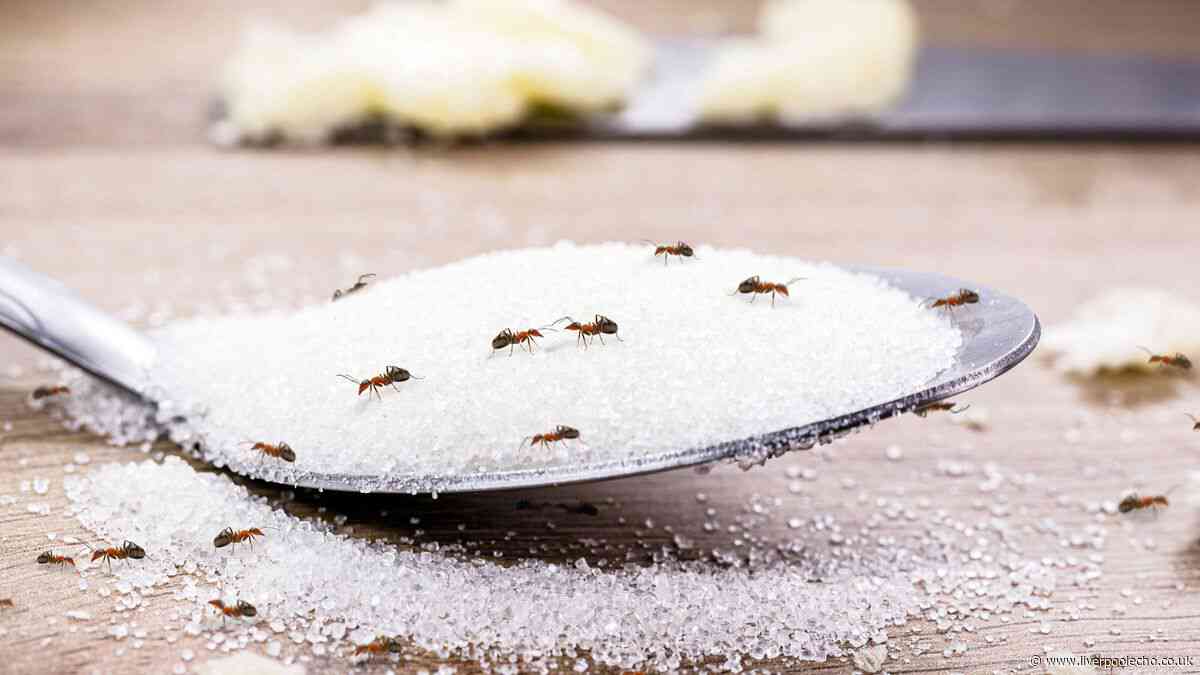 I asked experts for the best natural methods to keep ants away from homes this summer