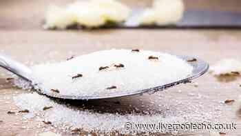 I asked experts for the best natural methods to keep ants away from homes this summer