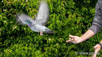 Can a pigeon's liver really help it navigate long distances? New research suggests it could