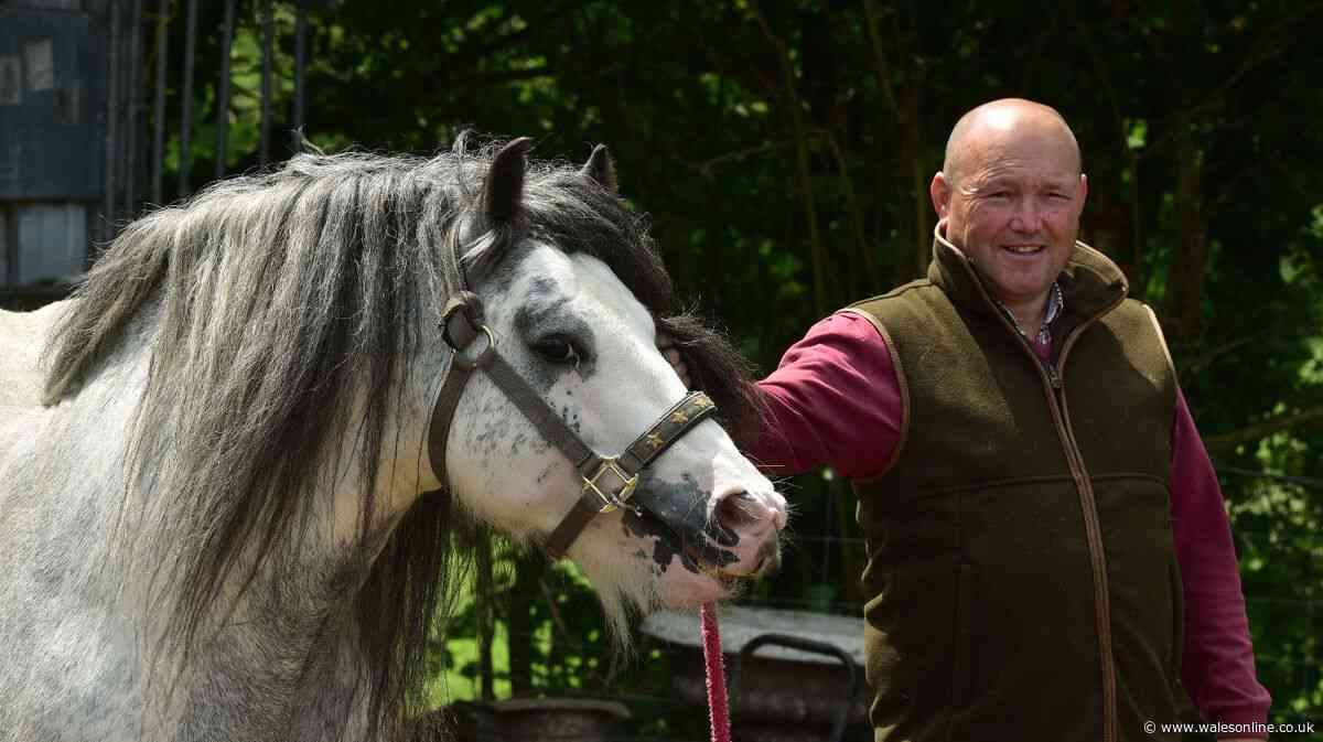 Man dubbed 'Wales' gypsy horse king' jailed for possessing horse feed