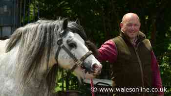 Man dubbed 'Wales' gypsy horse king' jailed for possessing horse feed