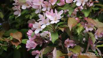 Blossoms galore: Enjoy these photos from around New Brunswick