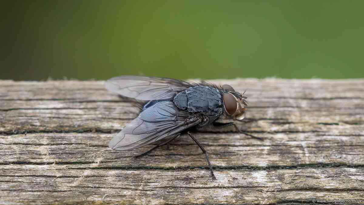Keep houseflies out of your home by completing quick task