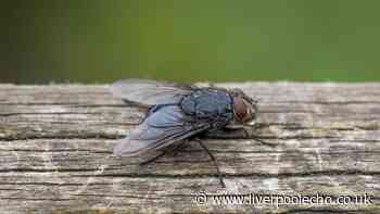 Keep houseflies out of your home by completing quick task