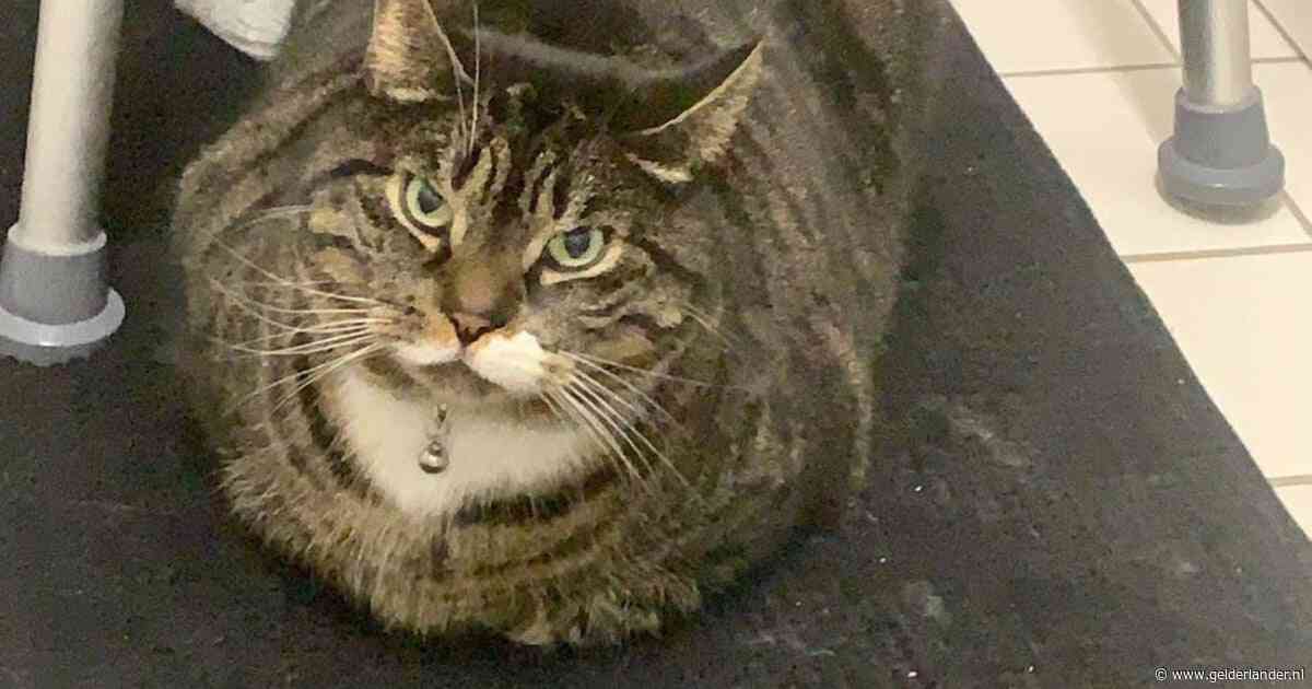 Heb jij Stormy, Minoes of Lola gezien? Deze 10 huisdieren worden in Arnhem vermist