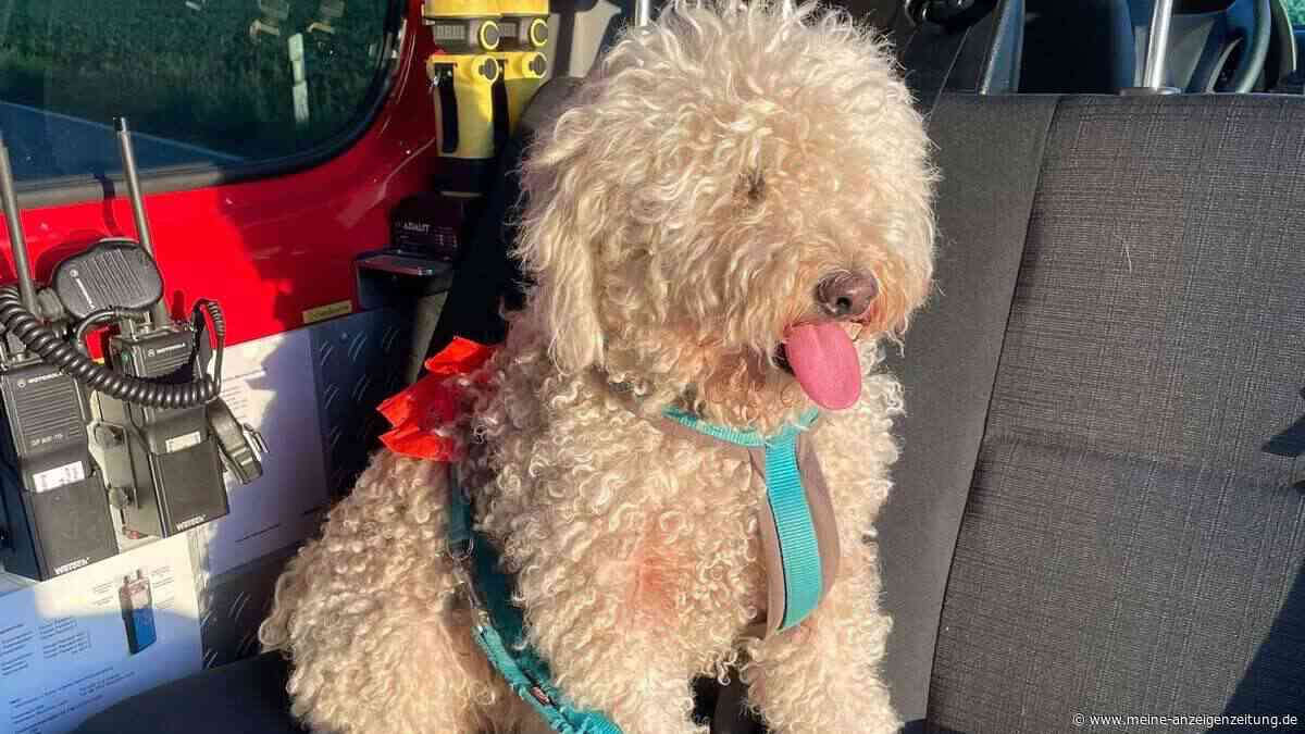 Frontalcrash: Frau schwer verletzt, ihr Hund hat Glück