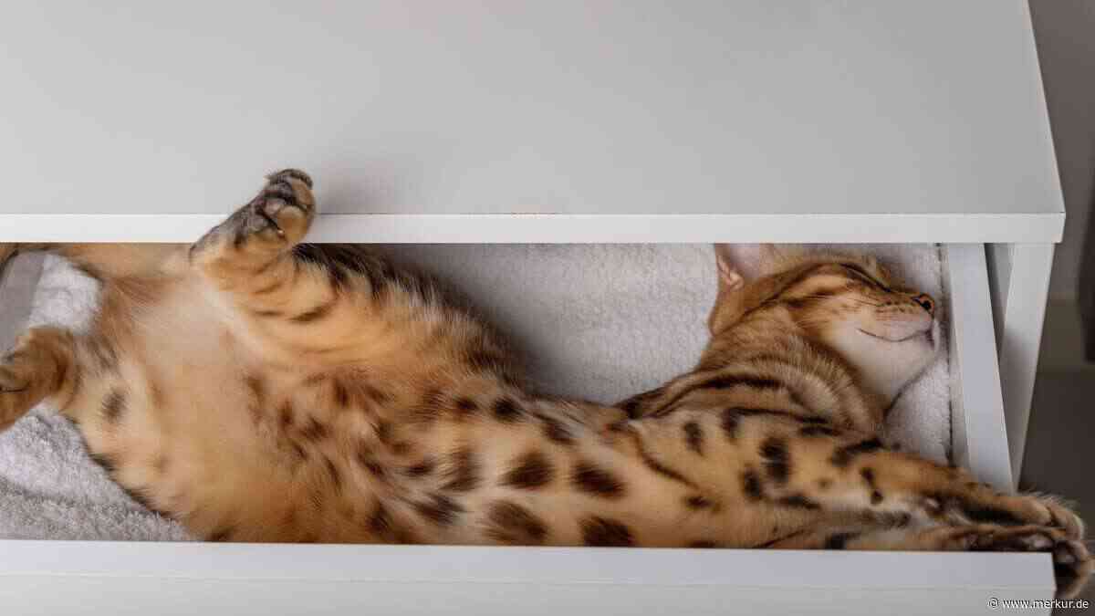 Katzen und ihre Schlafpositionen: Das sind die witzigsten Fotos von schlafenden Katzen