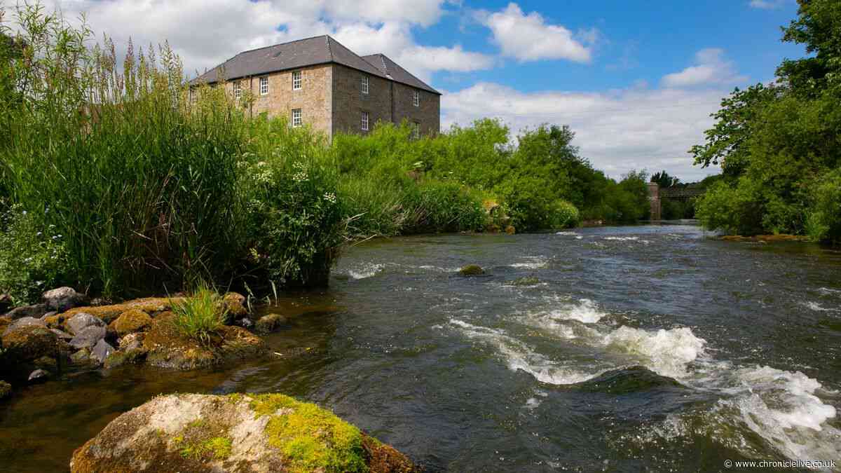 Northumberland mill offers free admission this summer to celebrate 50 years as working museum