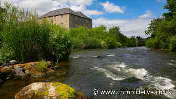 Northumberland mill offers free admission this summer to celebrate 50 years as working museum
