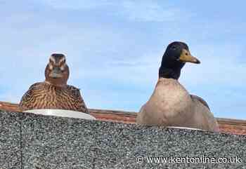 Ducks find their favourite new watering hole - a Kent pub