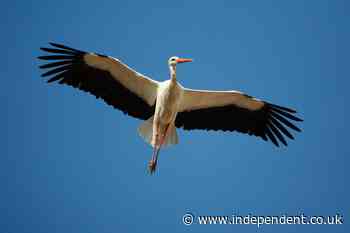 White storks are returning to the UK. But why is their reintroduction so controversial?