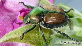 Kamloops gardeners told to watch for invasive Japanese beetles this spring