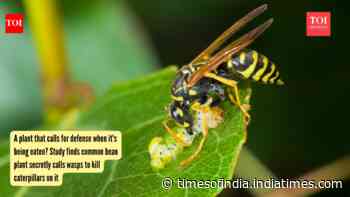 A plant that calls for defense when it's being eaten? Study finds common bean plant secretly calls wasps to kill caterpillars on it