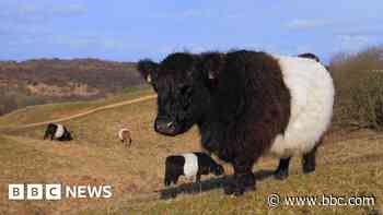 Farm sorry for 'unprecedented' cattle cull