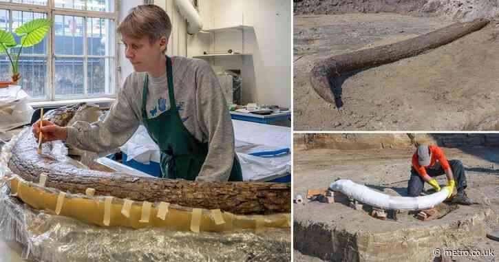 Scientists ‘work out’ tragic fate of woolly mammoth found on construction site