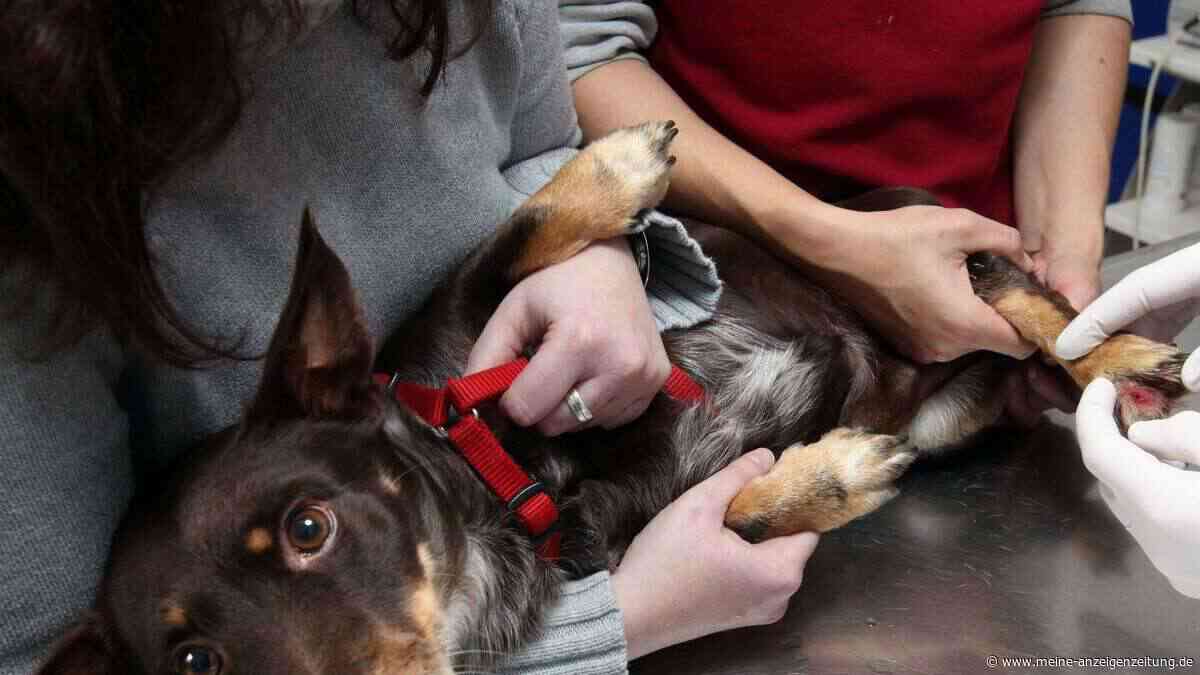Kleine Pflanzensplitter, große Gefahr: Was jeder Hundehalter jetzt wissen muss