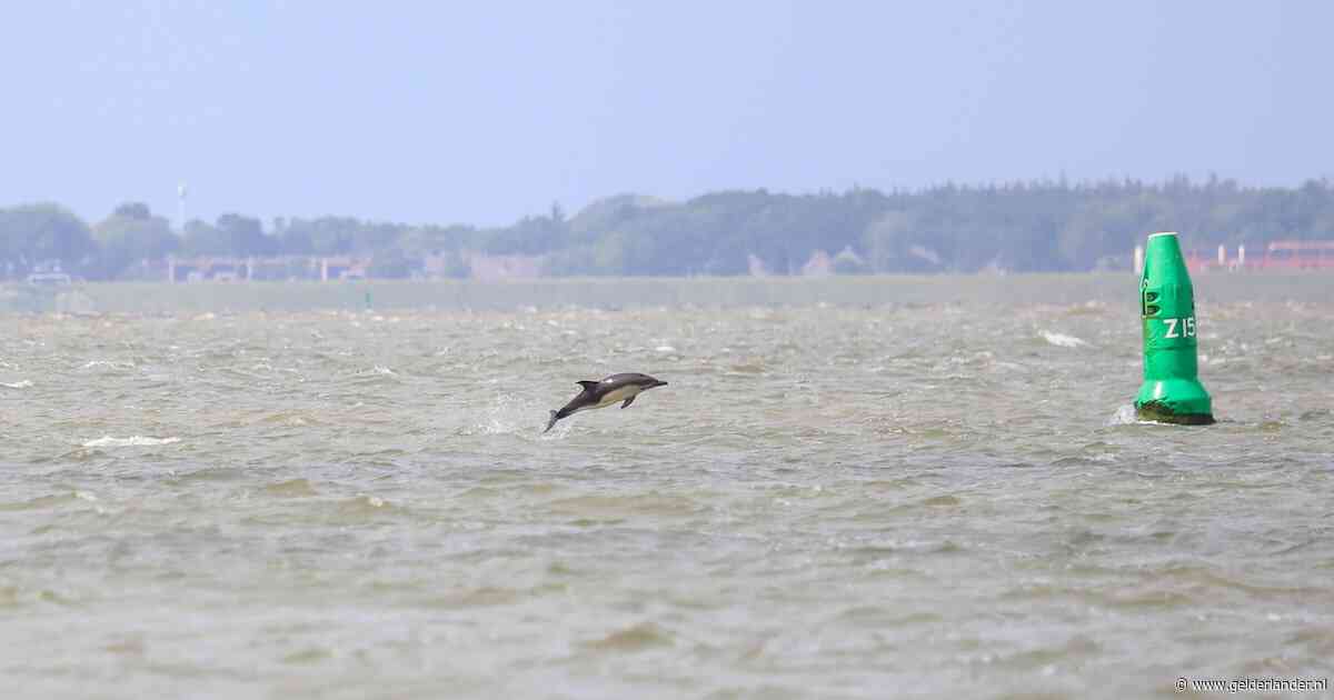Bijzonder bezoek voor de kust: moederdolfijn en kalf houden zich op bij Lauwersoog