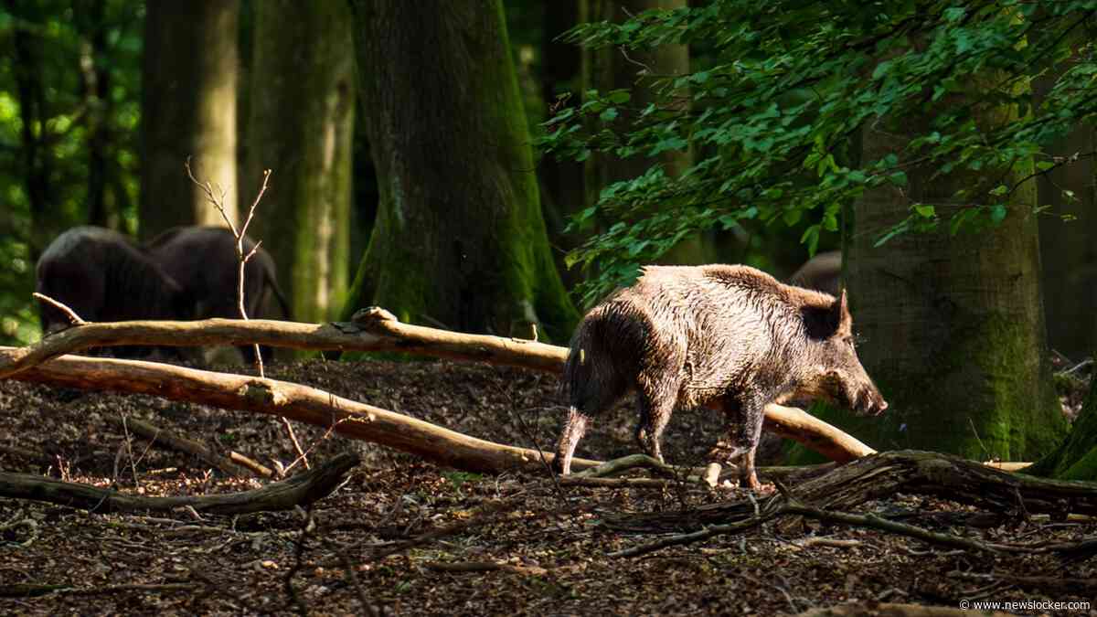 Staken zoektocht naar vermiste man (73) vanwege wolf zorgde voor ophef: ’Maar ook everzwijnen verdedigen hun territorium fel’