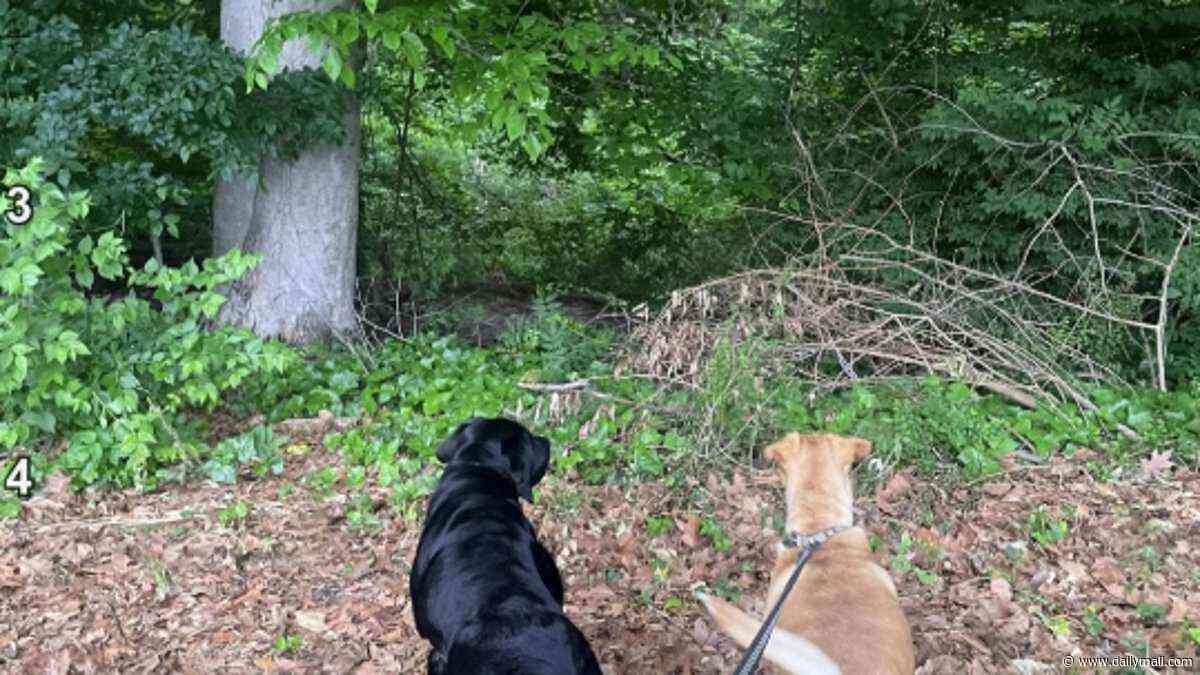Dog walk turns into an optical illusion - can you spot the fox hiding in the forest in under 30 seconds?