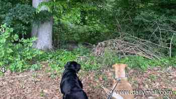 Dog walk turns into an optical illusion - can you spot the fox hiding in the forest in under 30 seconds?