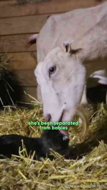 She had no idea two goats were being born | The Dodo