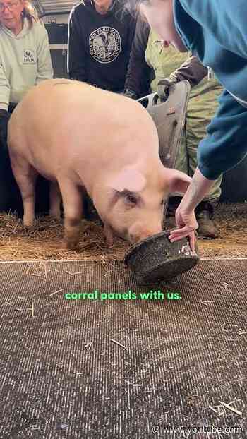 Pig Stops Highway Traffic To Save Her Own Life | The Dodo