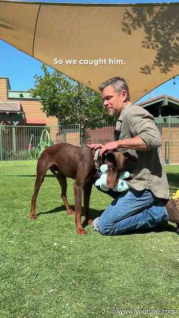 Matt Damon and His Wife Keep Bringing Home Rescue Animals From Vacation | The Dodo