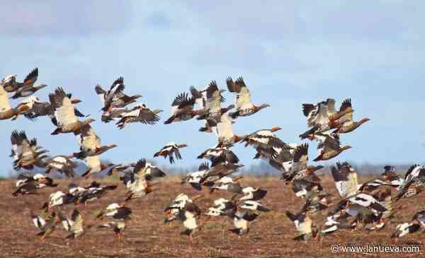 Cauquenes en peligro: alertan que Chile incumple el acuerdo binacional de protección