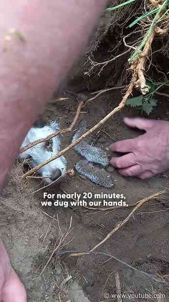 Lost Dog Found Buried In A Rabbit Hole Finally Goes Home | The Dodo