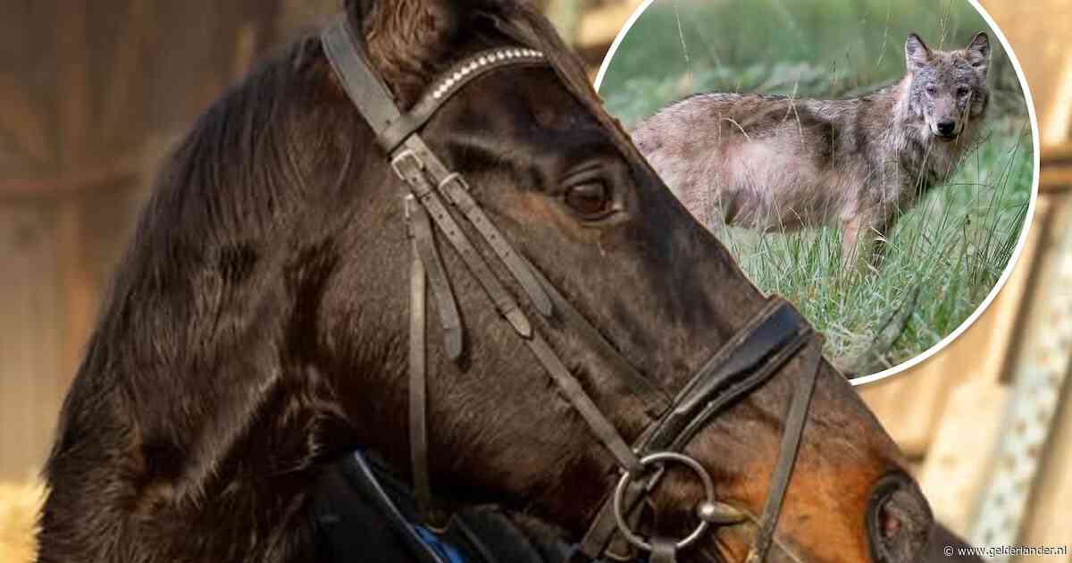Paarden zwaar toegetakeld na vermoedelijke wolvenaanval: ‘Voor Whisper zijn de komende dagen spannend’