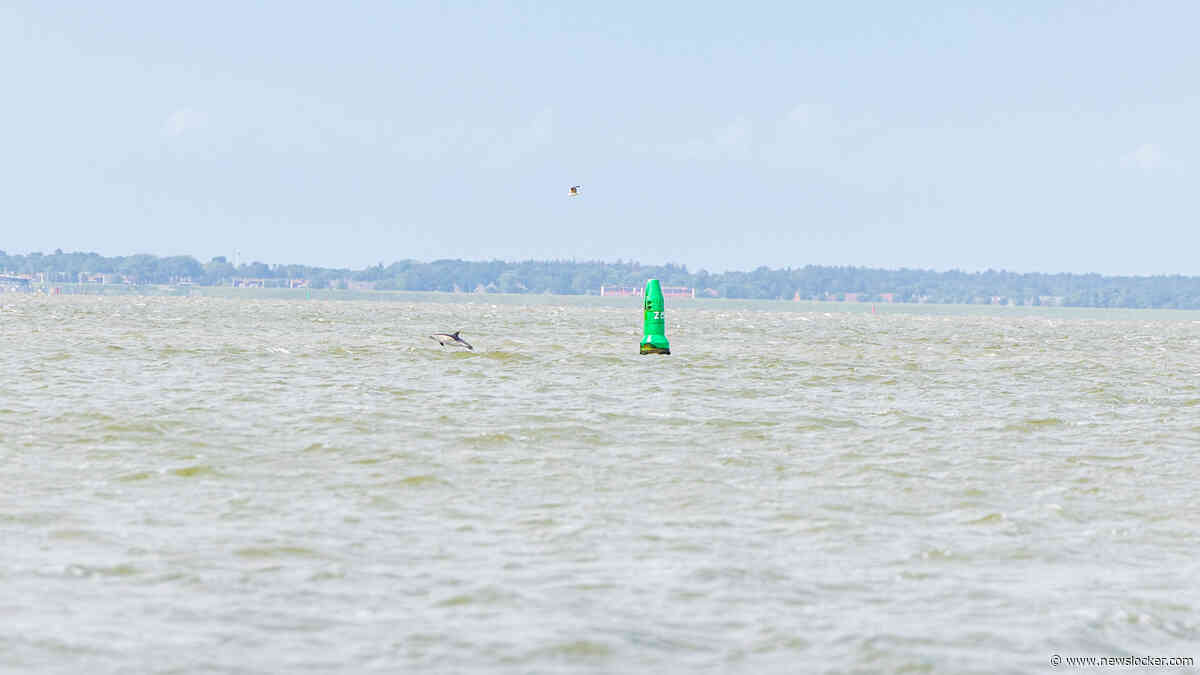Dolfijn zwemt met jong in Waddenzee bij Lauwersoog: ’Nog altijd bijzonder’
