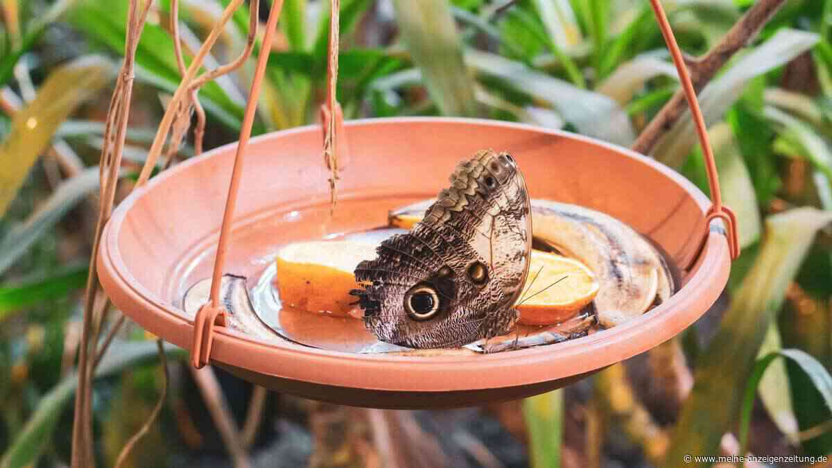 Bienen und Schmetterlinge verdursten im Sommer – mit dieser einfachen Tränke retten Sie kleine Leben