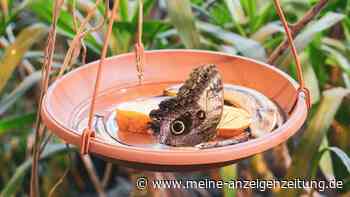 Bienen und Schmetterlinge verdursten im Sommer – mit dieser einfachen Tränke retten Sie kleine Leben