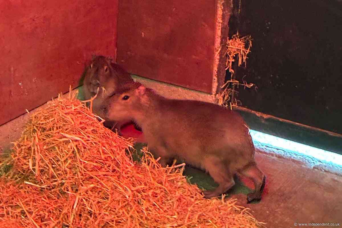 Escaped Capybara becomes village celebrity after evading capture for ten weeks
