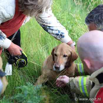 112 Nieuws: Hond in nood in Nijverdal | Auto slaat over de kop op A1 bij Deventer